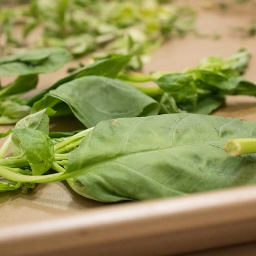 drying fresh herbs