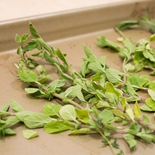 drying fresh herbs