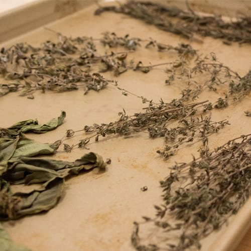 drying fresh herbs