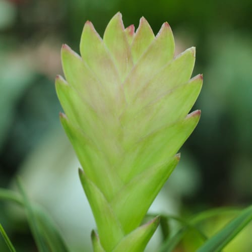 bromeliad care tips