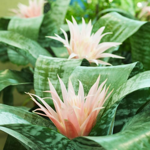 bromeliad plants