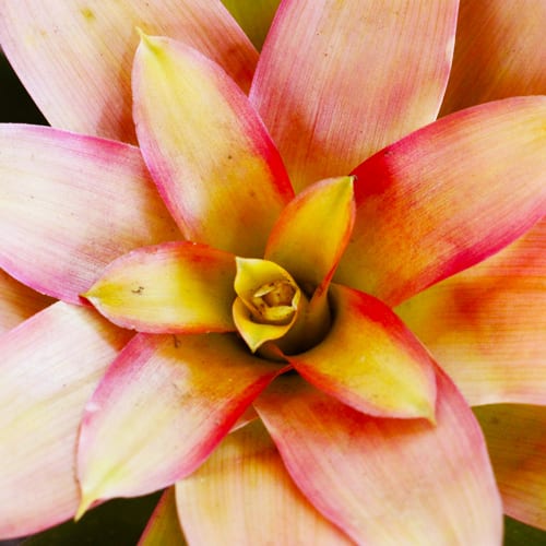 bromeliad planting tips