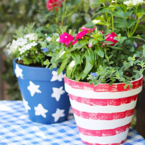 outdoor plants in pottery