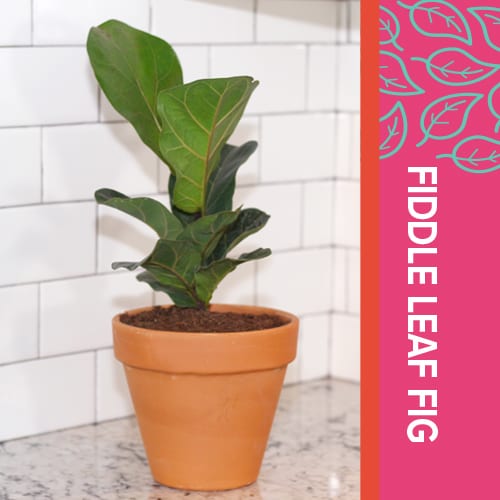 fiddle leaf fig