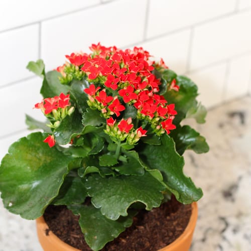 kalanchoe blooms