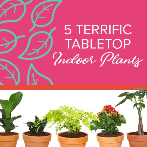 tabletop indoor plants