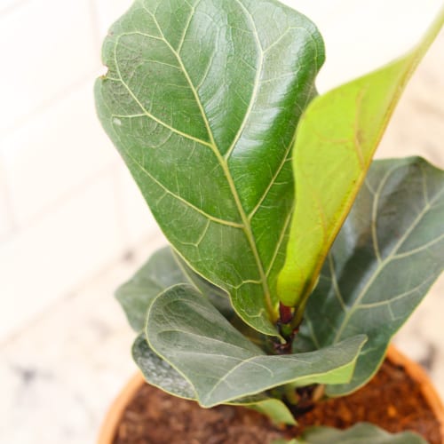 fiddle leaf fig leaf