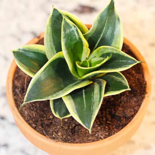 sansevieria leaves