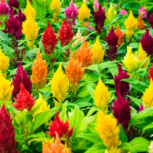 celosia in flowerbed