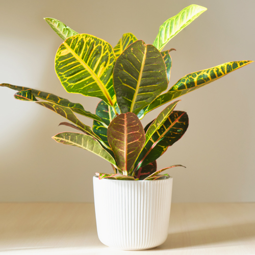 croton in pot