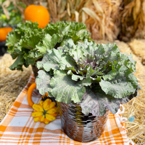 ornamental kale and cabbage