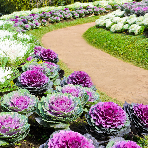 ornamental cabbage and kale plants