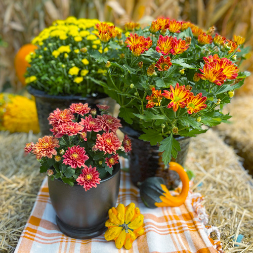 fall mums