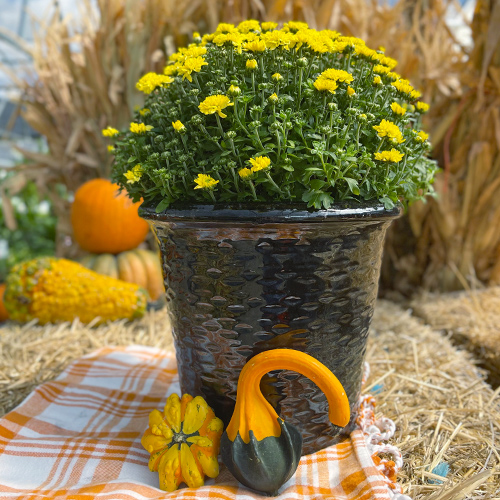 garden mums