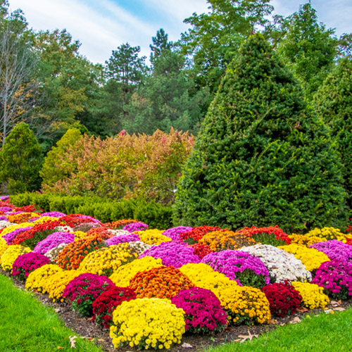 perennial mums