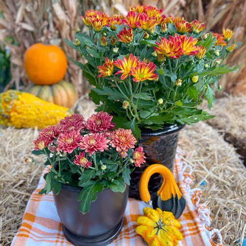 fall chrysanthemum