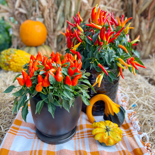 ornamental peppers