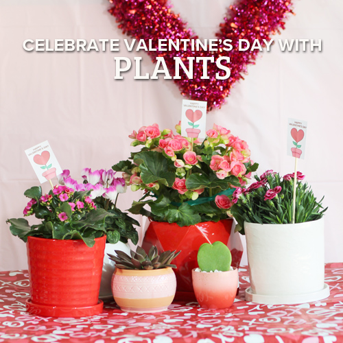 valentine's plants