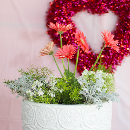 gerbera daisy container garden