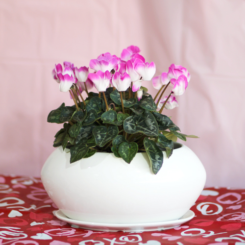 cyclamen