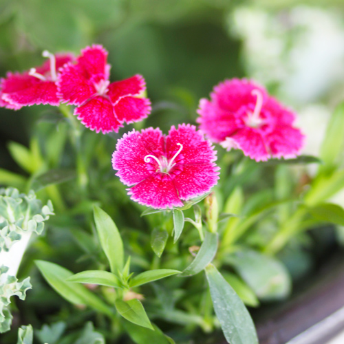 dianthus