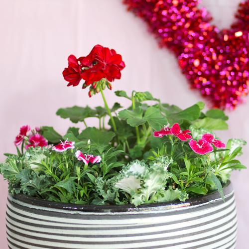 geranium container garden