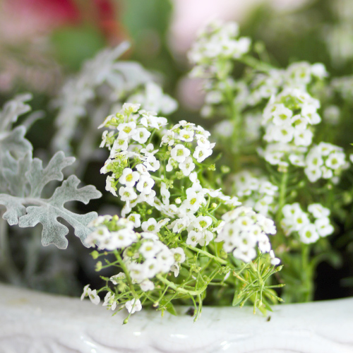 alyssum