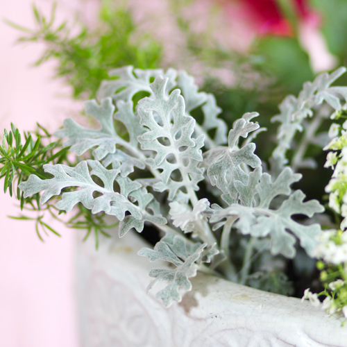 dusty miller