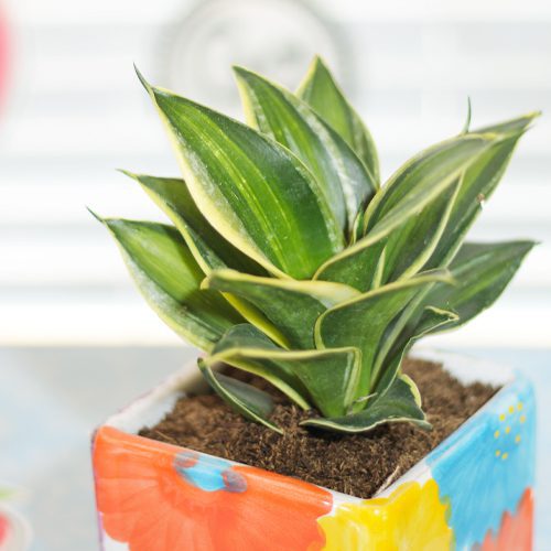 Birdsnest Sansevieria Plant for Tabletop Indoor Pottery | Calloway's Nursery