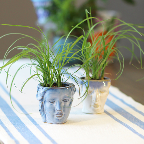 ponytail palm