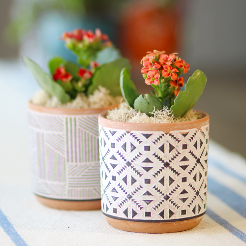 kalanchoes