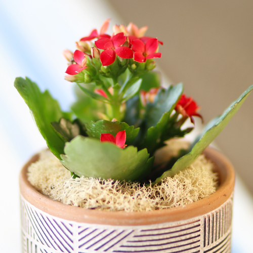 red kalanchoe