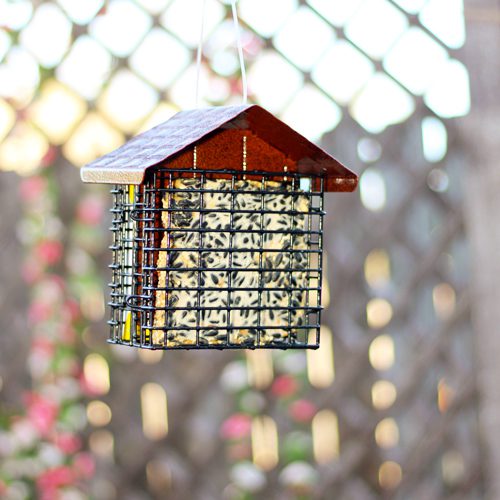 suet cakes in bird feeder