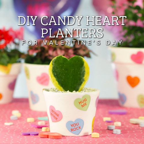 DIY candy heart planters