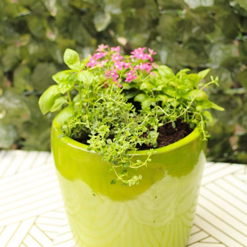 catharanthus herb container garden