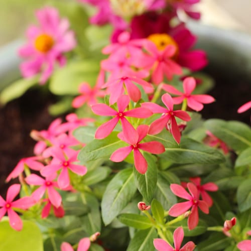 red shades catharanthus close up