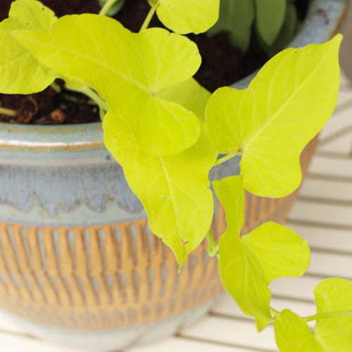 sweet potato vines