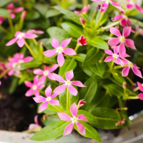 coral catharanthus