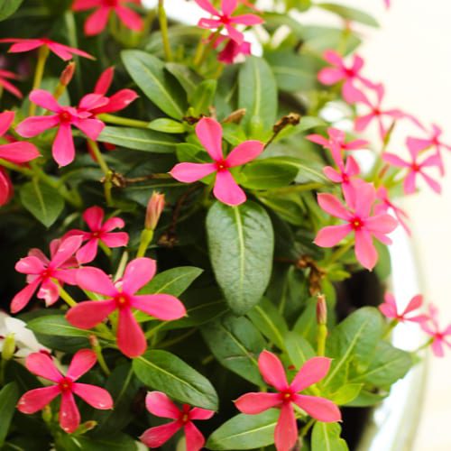 red shades catharanthus