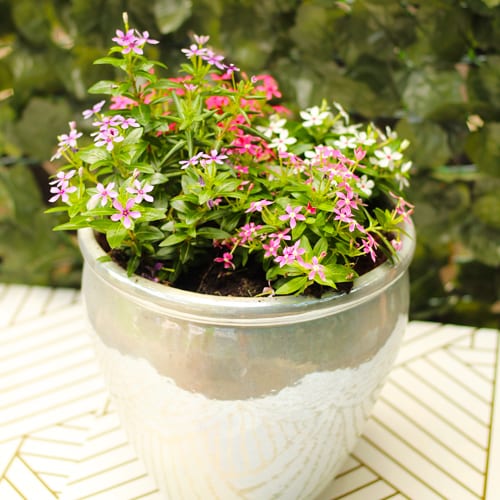 catharanthus container garden