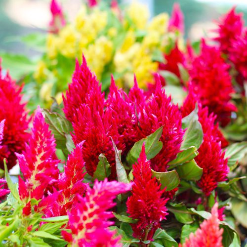 Container Garden Inspiration: Plant with Celosia | Calloway’s Nursery