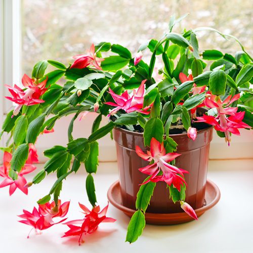 Pink Christmas Cactus for Christmas Holidays | Calloway's Nursery