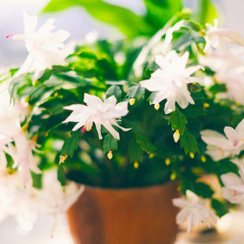 White Christmas Cactus Flower for Christmas Holidays | Calloway's Nursery