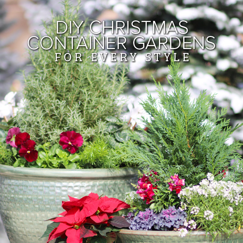 DIY container gardens for the holidays