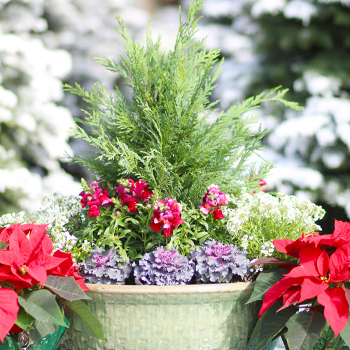 evergreen christmas container gardens