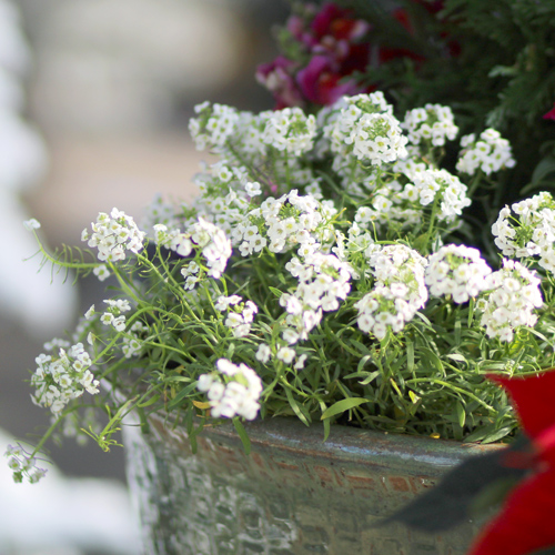 alyssum