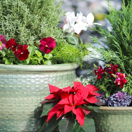 christmas container garden ideas diy