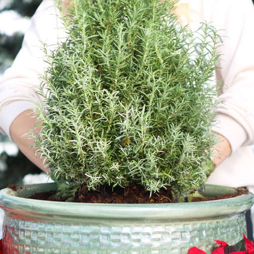 rosemary holiday tree