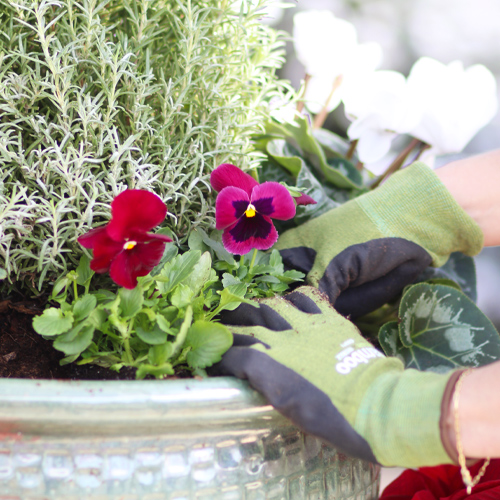 planting matrix pansies