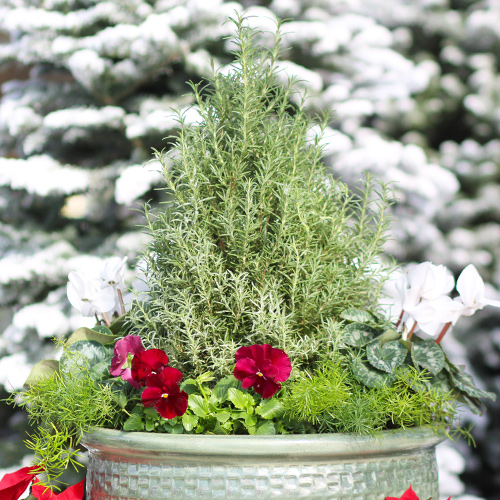 rosemary container garden ideas